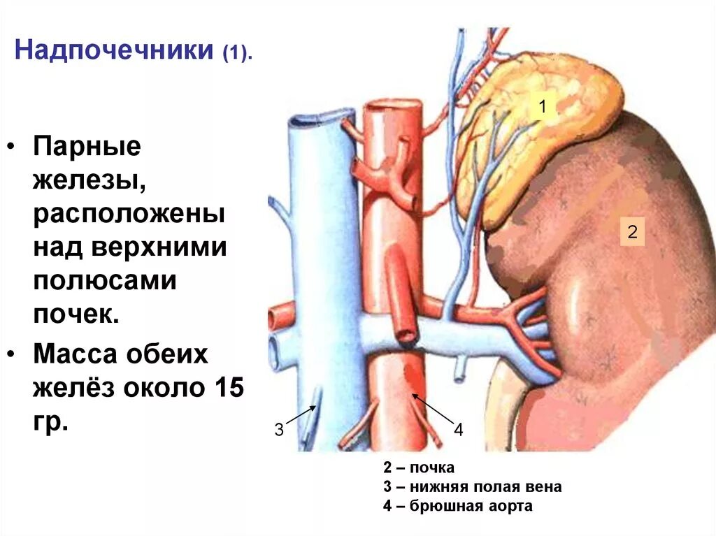 Парной железой является. Васкуляризация надпочечников. Лимфоотток надпочечников. Надпочечники расположение. Почки надпочечники анатомия.