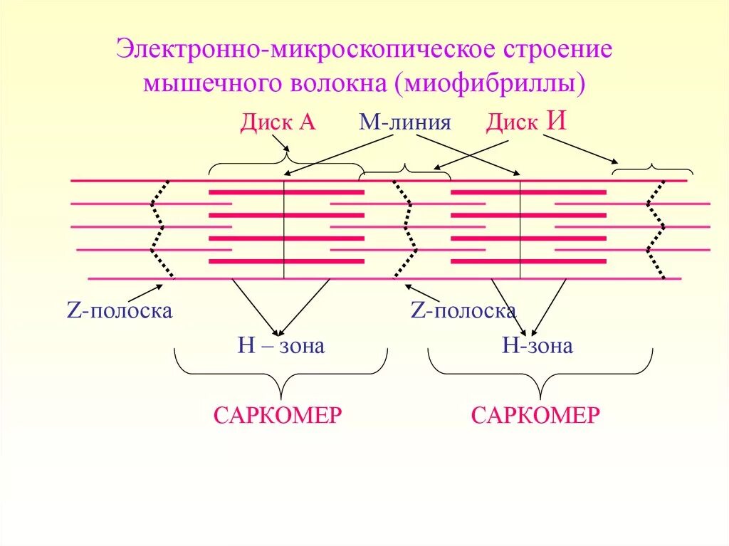 Каким номером на рисунке обозначена миофибрилла. Схема поперечно полосатого мышечного волокна. Структурные элементы миофибриллы. Микроскопическая структура мышечного волокна. Строение саркомера мышечного волокна гистология.