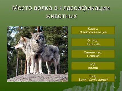 Систематическое положение волка