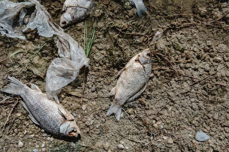 Мертвые водоемы. Дохлая рыба в аквариуме. Озеро Кенон с мертвыми рыбами. Дохлая рыба в пруду села Подсереднее после зимы.