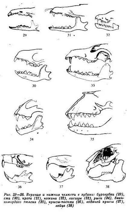 Зубные формулы отрядов млекопитающих. Зубная система низших млекопитающих. Зубная система млекопитающих. Зубная формула грызунов млекопитающих. Появление челюстей у позвоночных