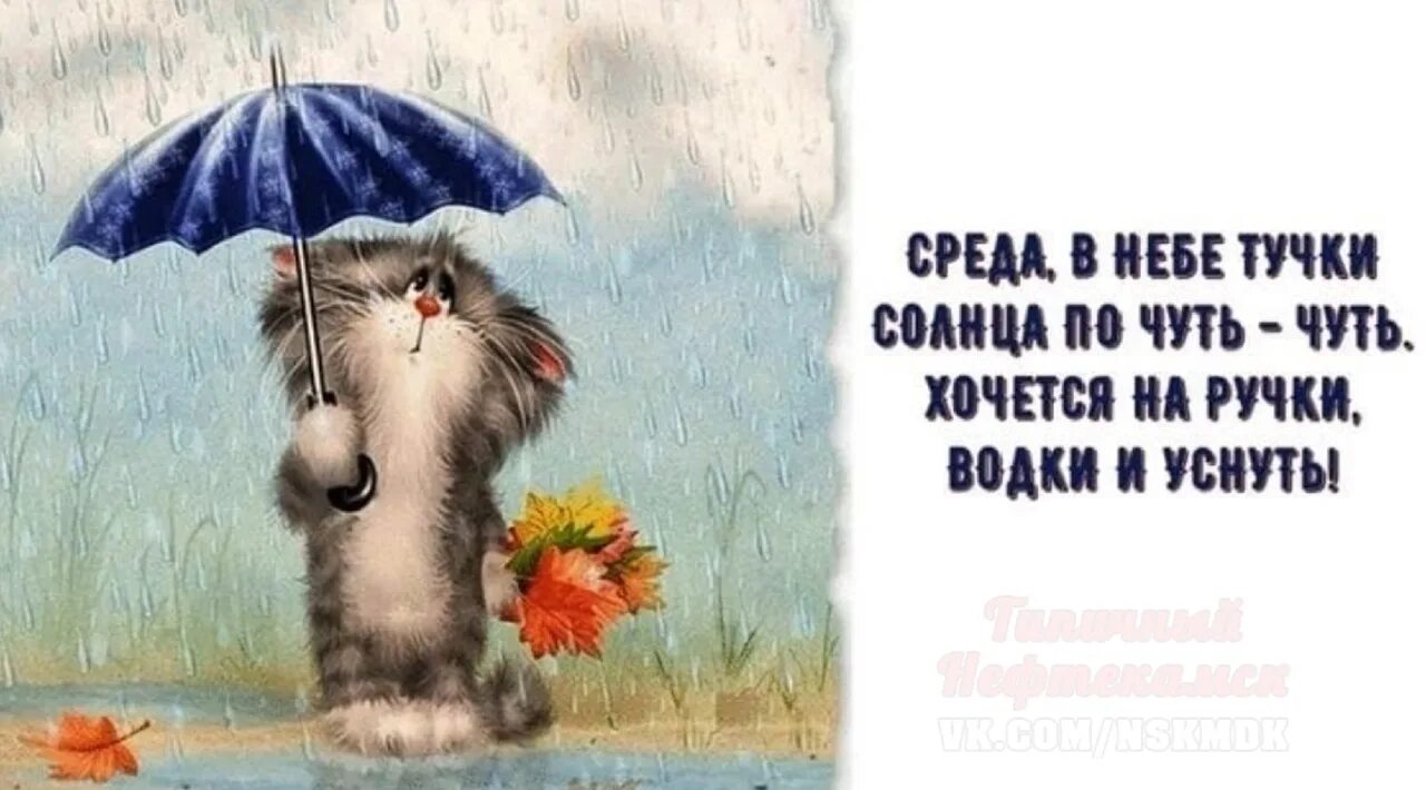 Утро работа среда. Открытки с добрым утром среды прикольные. открытки со средой прикольные. открытка со средой смешная. позитивной среды.