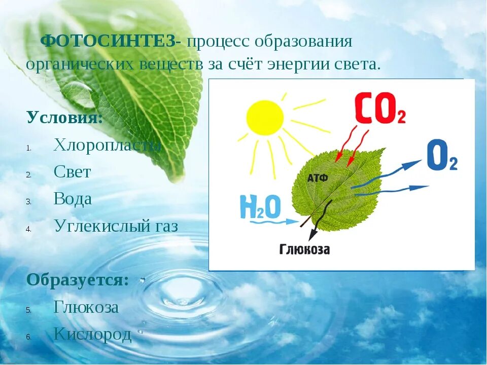 Фотосинтез. Процесс фотосинтеза. Фотосинтез листа. Вода в фотосинтезе.