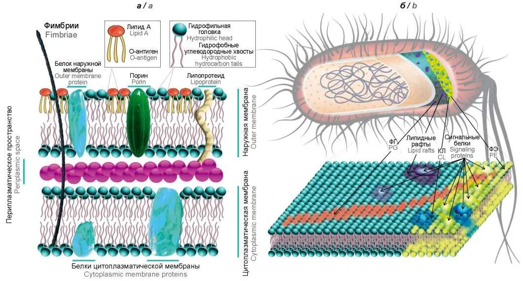 Клетка бактерии клеточная мембрана. Матрикс клеточная мембрана. Мембрана грамотрицательных бактерий. Структура мембраны грамотрицательных бактерий. Клеточная стенка грамположительных и грамотрицательных бактерий.