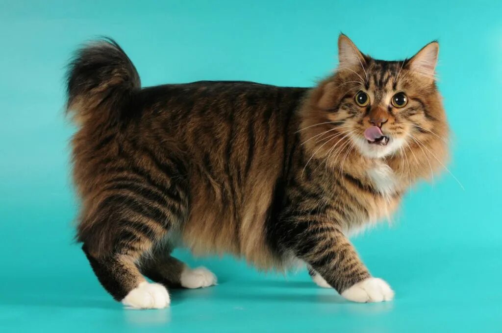 American bobtail