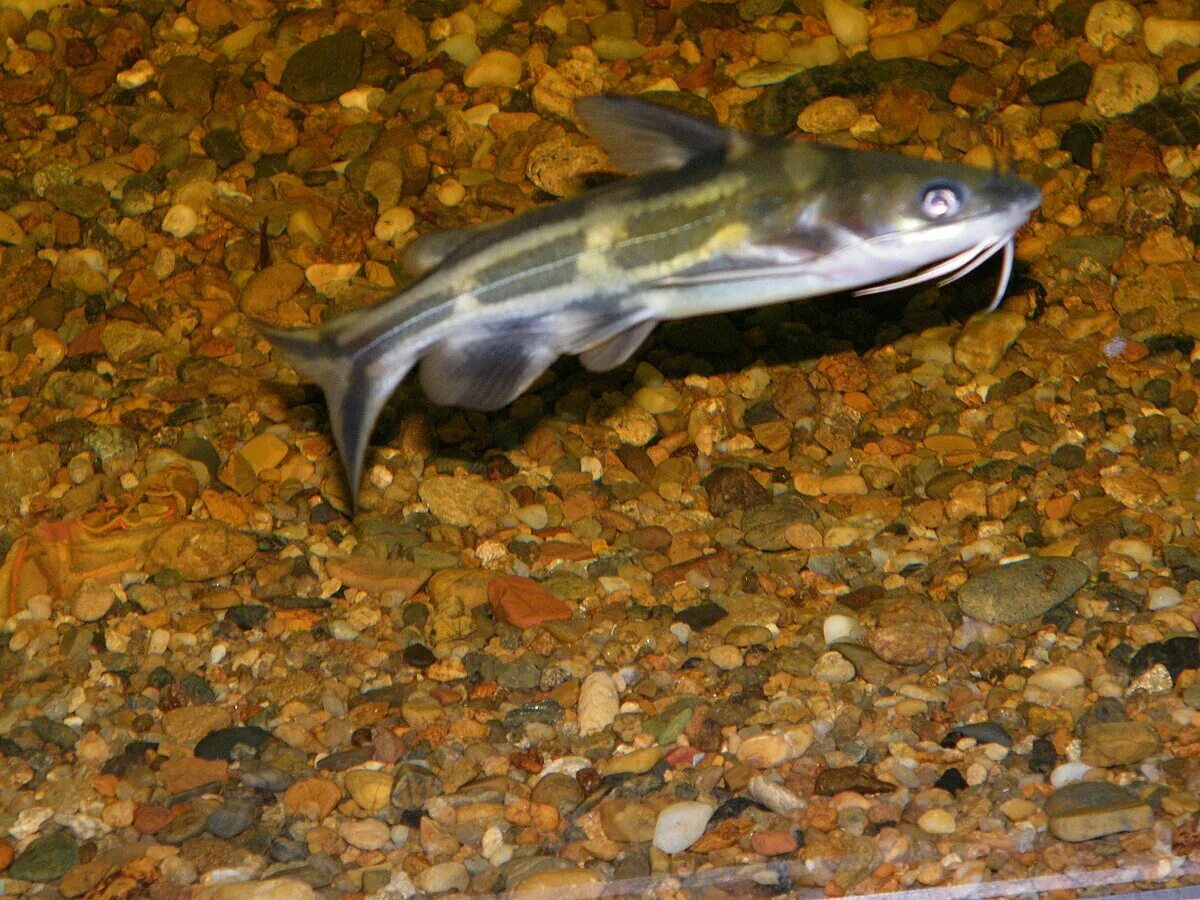 File:Yellow catfish Pelteobagrus fulvidraco 2.JPG - Wikimedia Commons