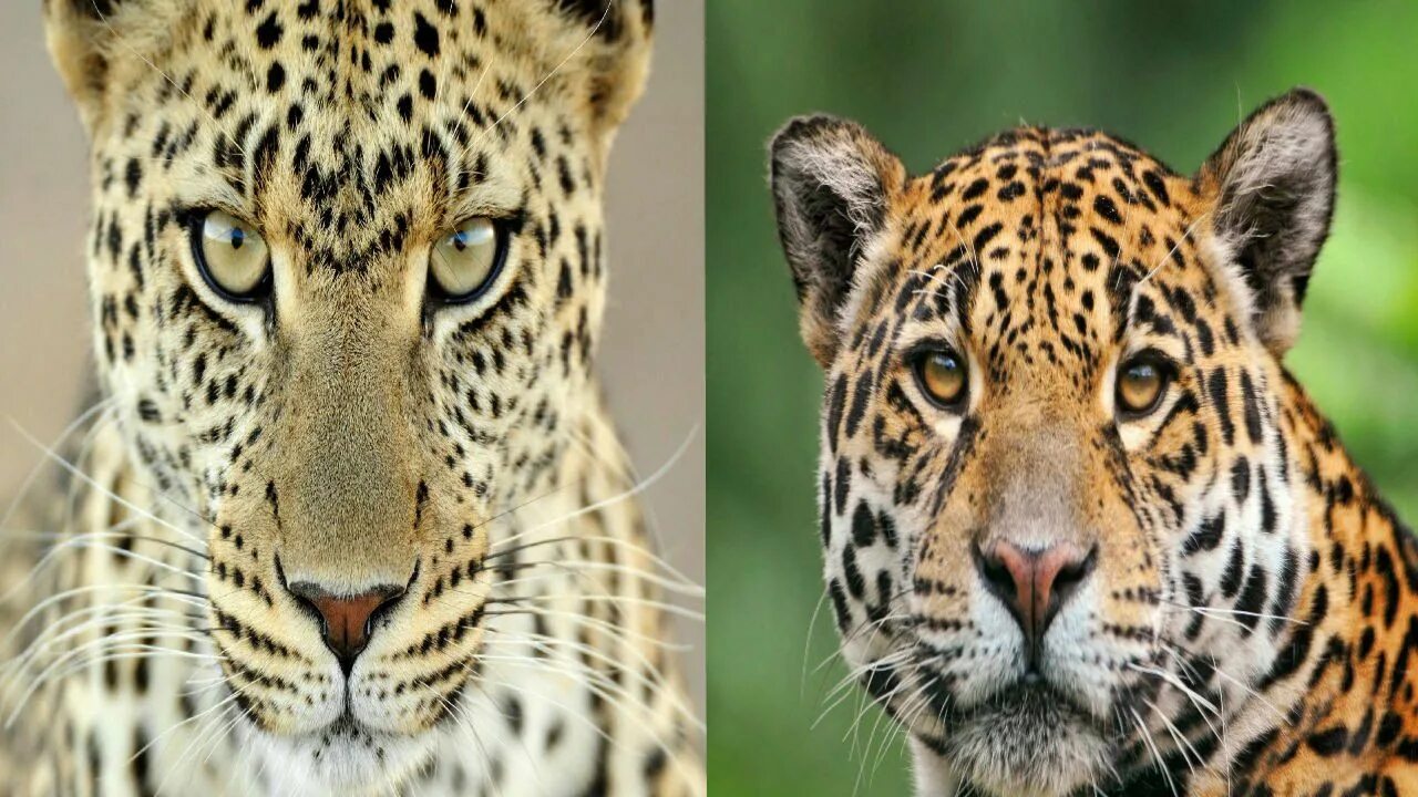 Leopard vs Jaguar. Гепард и тигр отличия. Леопард и тигр отличия. Ягуар и леопард и тигр различия.