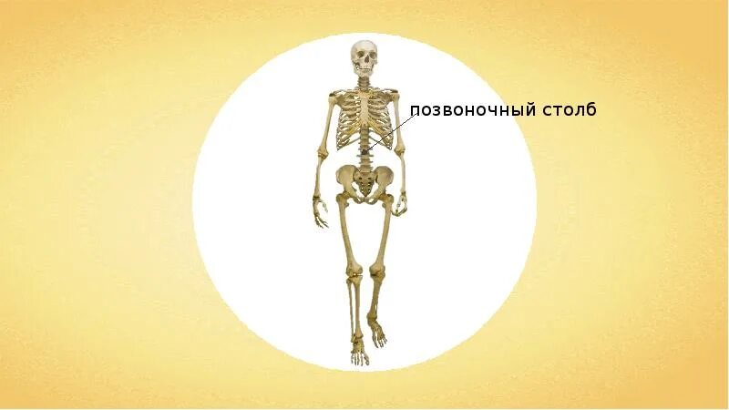 Скелет человека схема биология.
