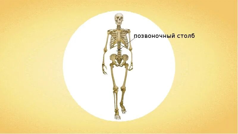 Скелет туловища и конечностей человека. Скелет человека схема биология.