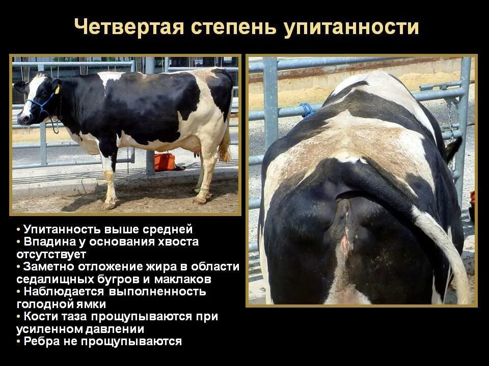 Почему корова постоянно