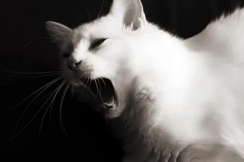 Кошка белое небо