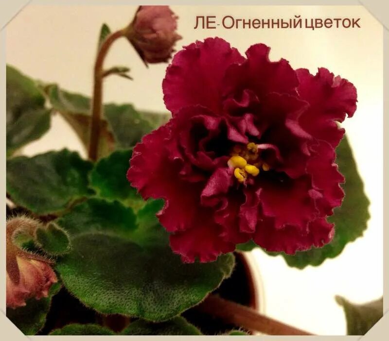 огненная фиалка. лебецкая. сенполия огненный цветок. сорт фиалки ле-огненный цветок. ле-огненный цветок е.