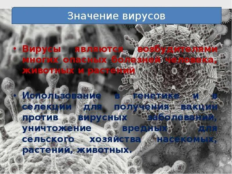 Значение вирусов. Значение вирусов в сельском хозяйстве. Селекция вирусов. Вирусы и их значение.