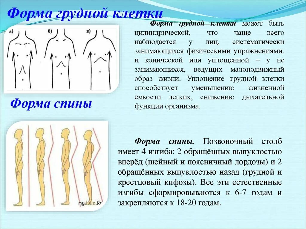 Формы грудной клетки. Форма грибной клетки. Коническая форма грудной клетки. Форма грудной клетки бывает. Грудная клетка у ребенка норма