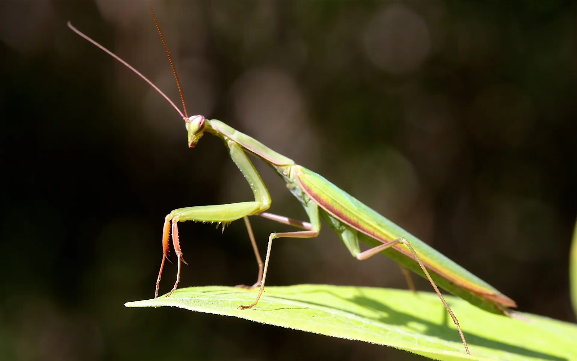 Жук богомол. Богомол Mantis. Отряд Богомоловые (Mantoptera). Богомол обыкновенный Радужный.