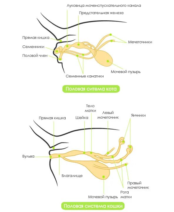 Строение мочеполовой системы кобеля. Анатомия собаки Мочеполовая система самки. Строение мочеполовой системы у собак. Половая система кошки анатомия.