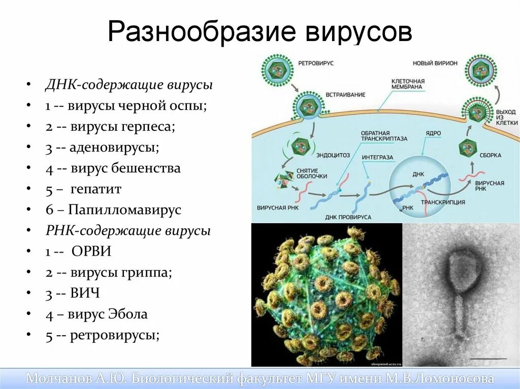 Виды вирусов с примерами. ДНК содержащие вирусы аденовирус. Типы вирусов биология. Многообразие форм вирусов.