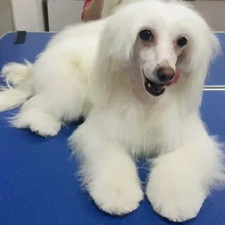 Китайская пуховка собака