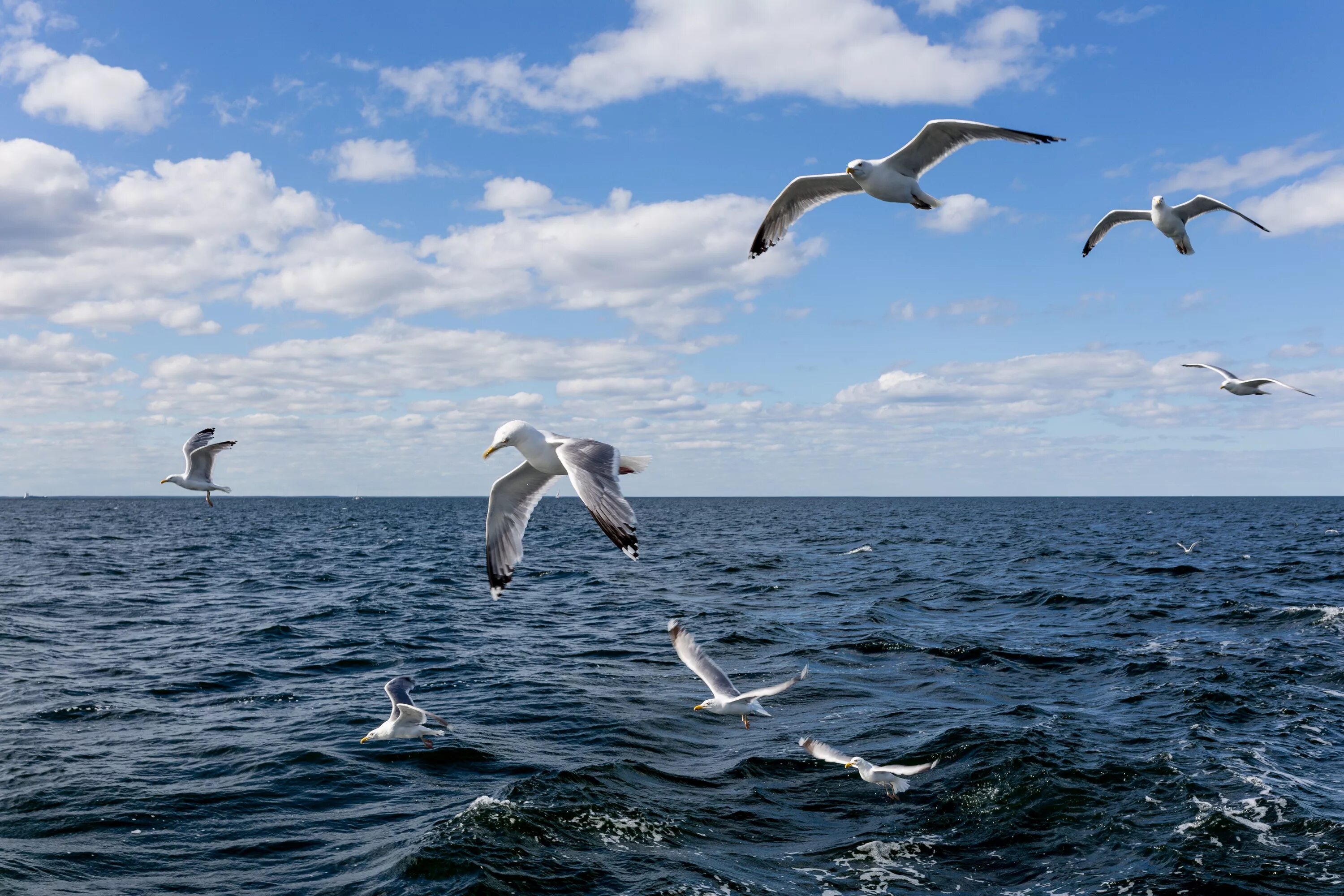 Песня над водой ой над водой. Альбатрос на Балтийском море. Птицы Альбатросы на Балтийском море. Птицы черного моря Альбатрос. Альбатрос на финском заливе.