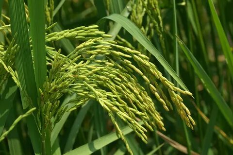 Plant crops