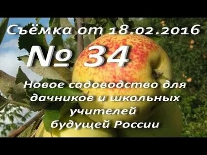 В школьном саду 40 фруктов