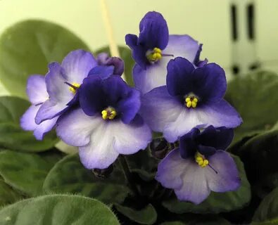 Фиалка кумертау баланс