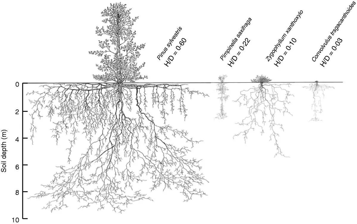 Корневая система хвойных. Корневая система березы схема. Корневая система березы рисунок. Корневая система березы обыкновенной. Корневая система сосны схема.