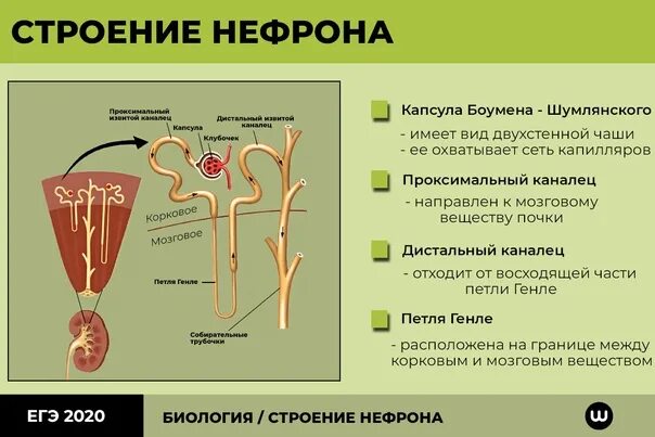 В какой части находятся капсулы нефронов. Нефрон капсула Шумлянского Боумена. Капсула Боумена-Шумлянского фильтрация. Базальная мембрана нефрона почек. Строение нефрона почки фильтрация.