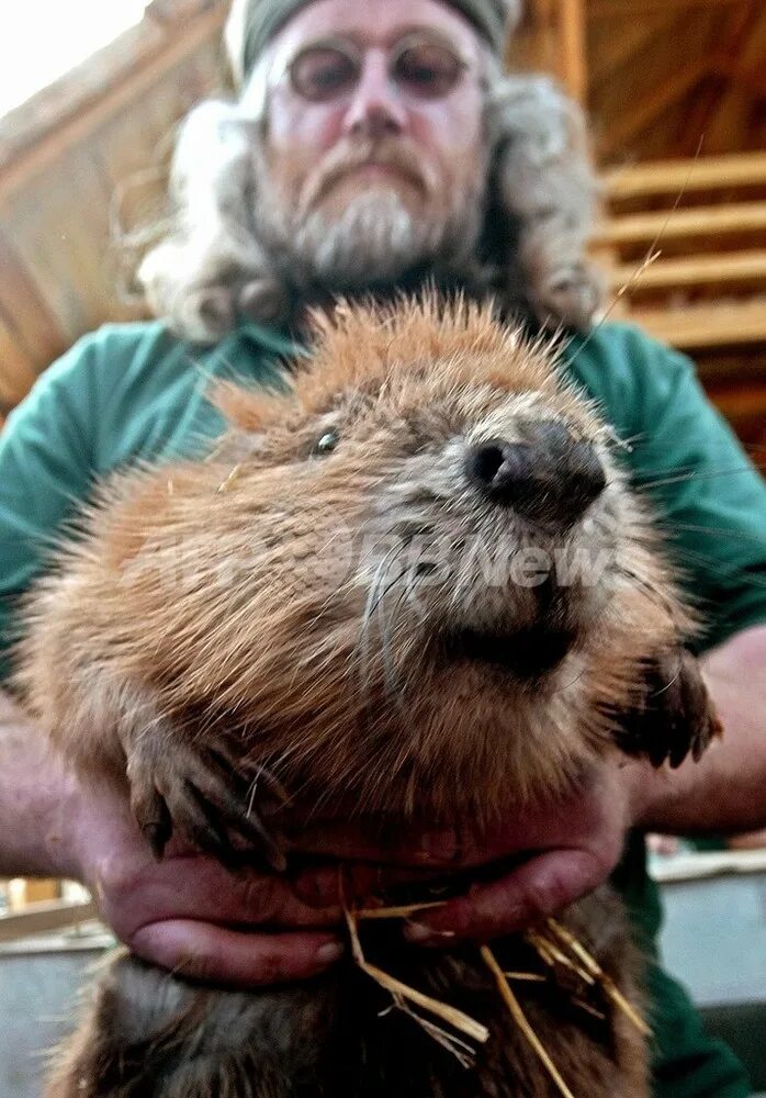 Картинка бобра прикольная. Программа бобра на сегодня. Передача бобер ведущие. Бобры в спб. День бобра 7 апреля.