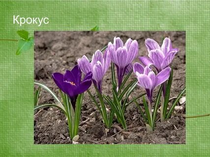 Сообщения детей из крокуса