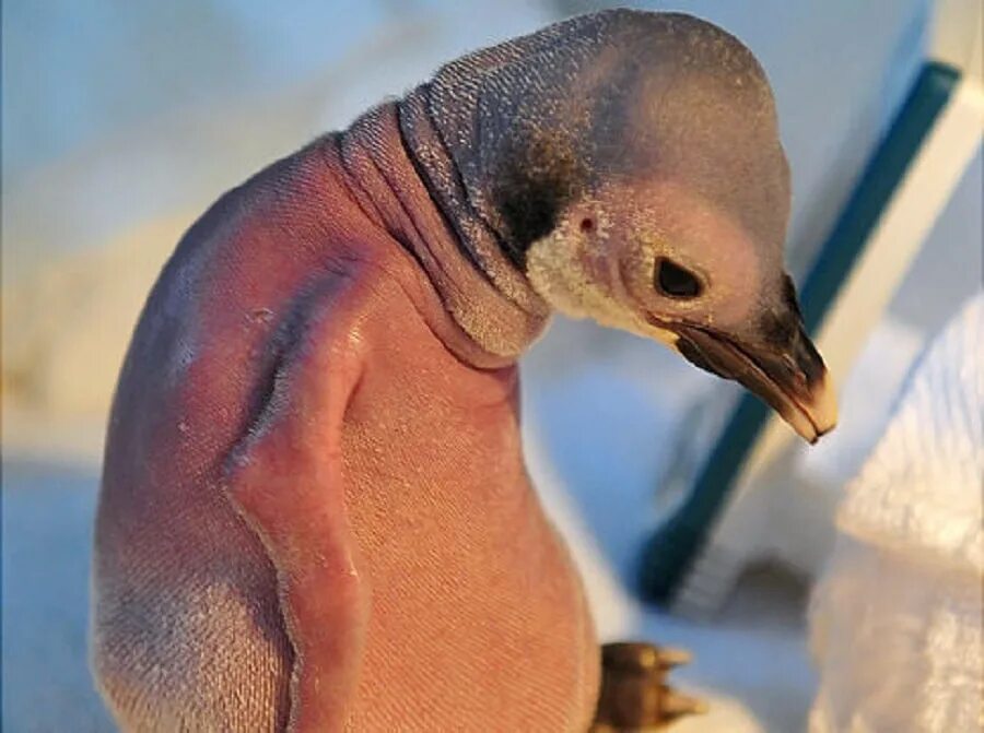 Человек животное без перьев