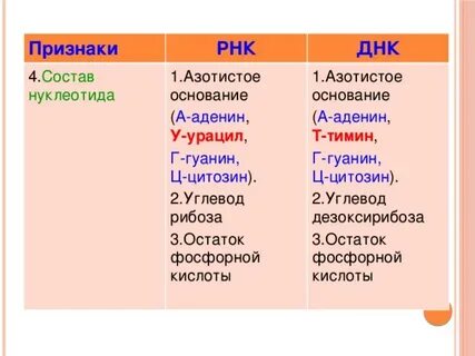 В состав нуклеотидов входит тимин