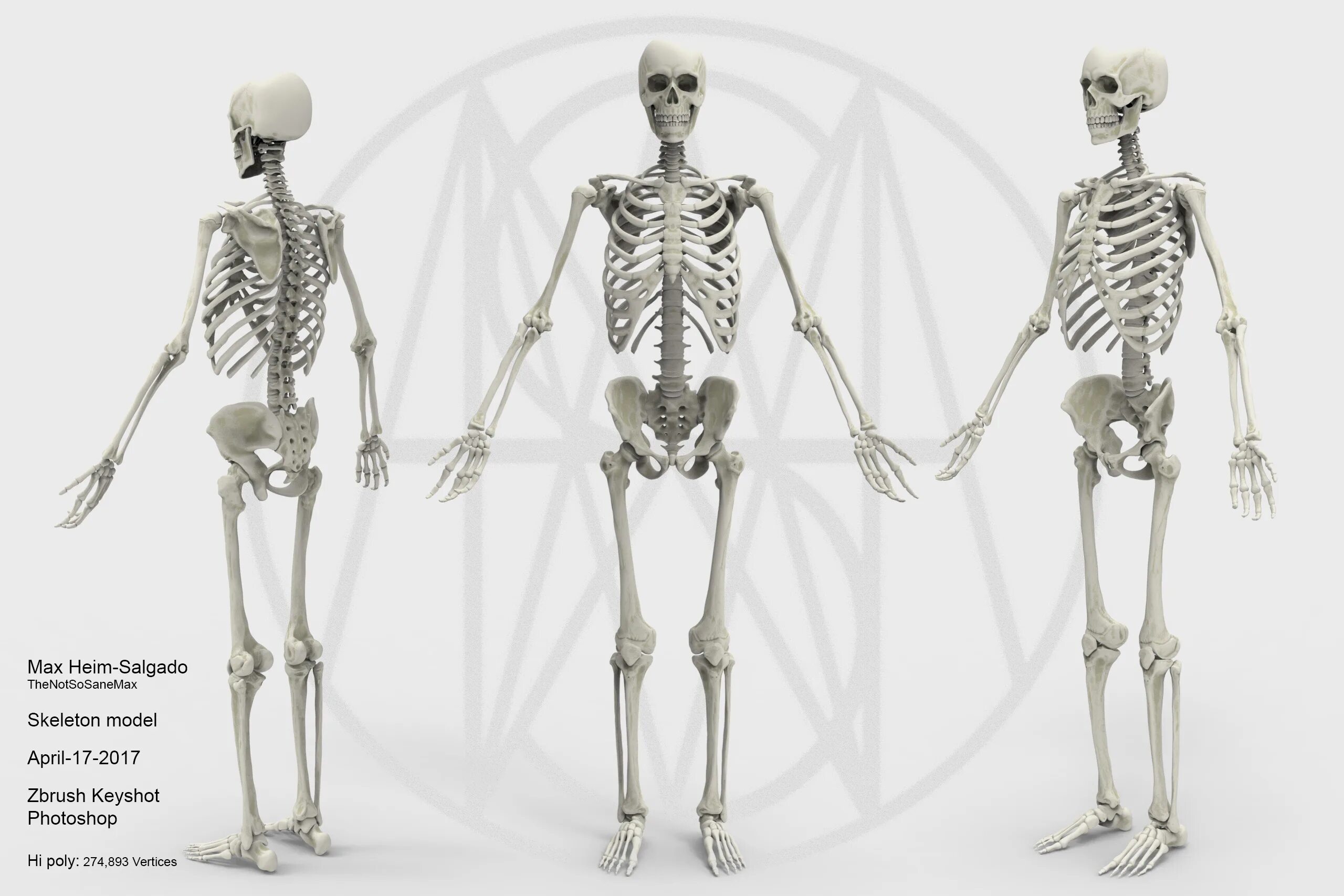 Скелет. Человеческий скелет. Человечий скелет. Макет скелета человека.