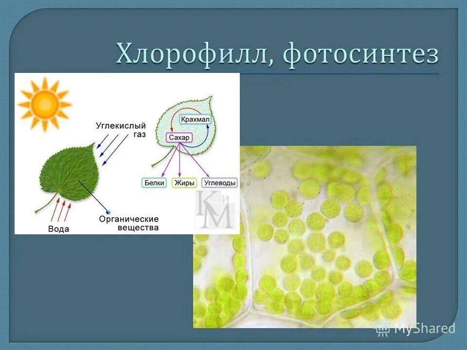 растения автотрофы. бактерии автотрофы биология 5 класс. хемотрофные бактерии тип питания. организмы автотрофы. схема питания цианобактерии.