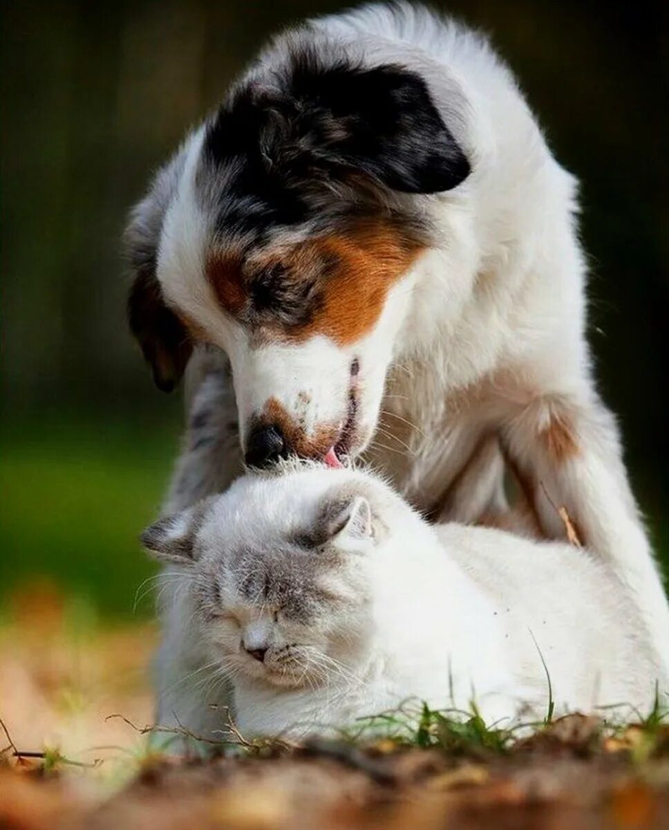 Где кошка собака. Собака и кошка вместе. Любовь животных. Фото собак и кошек вместе. Нежность животных.