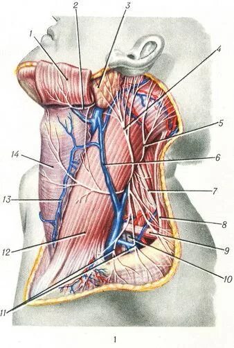 сосуды и нервы. вены тазовой конечности собаки. проекция сосудисто нервного пучка лопаточной области. артерии и вена верхней конечности анатомия. подключичная подмышечная артерия топография.
