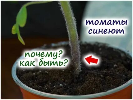 Синеют листья у рассады томатов что делать