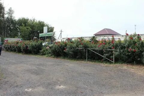 Кфх розы