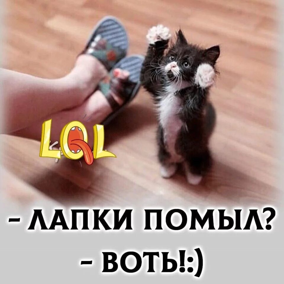 Японские капчи. Капча современное искусство. Yes this is dog. Смешные картинки приколы. Академия игоря крутого мясницкая.