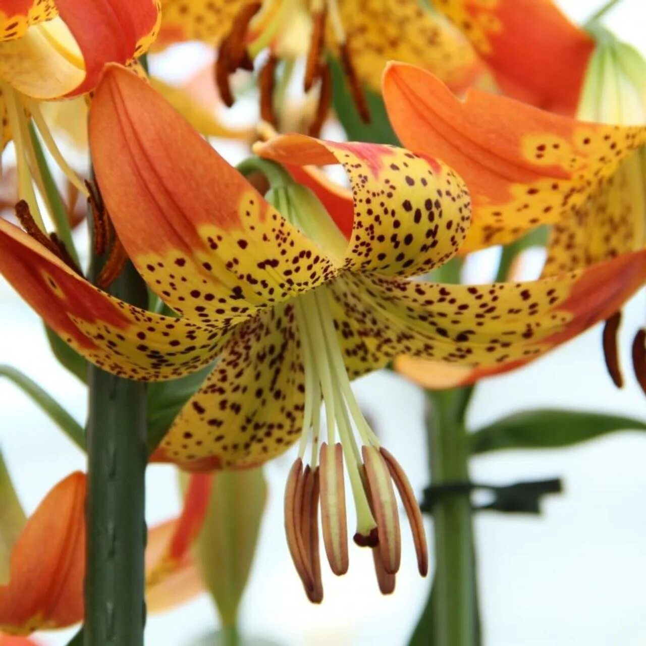 Lilium 'Fusion' Owl Prints Flickr