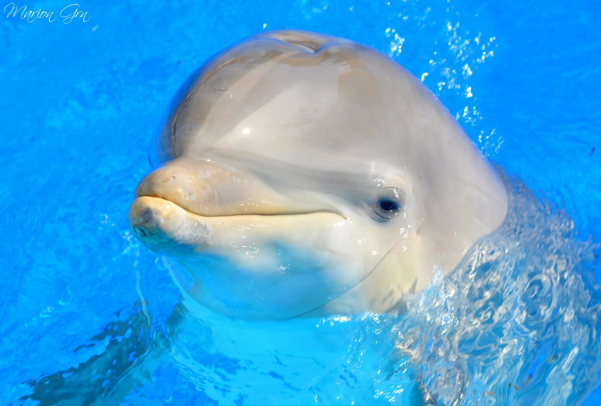 Дельфин-Афалина. Дельфин Белуха. Карликовый Дельфин. Морда дельфина.