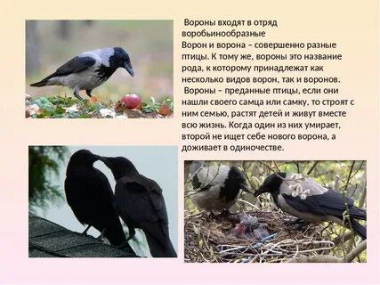 Вороны их жизнь