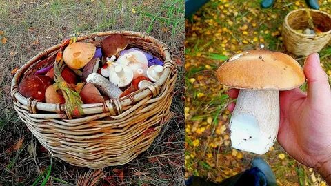 Растут ли грибы в октябре