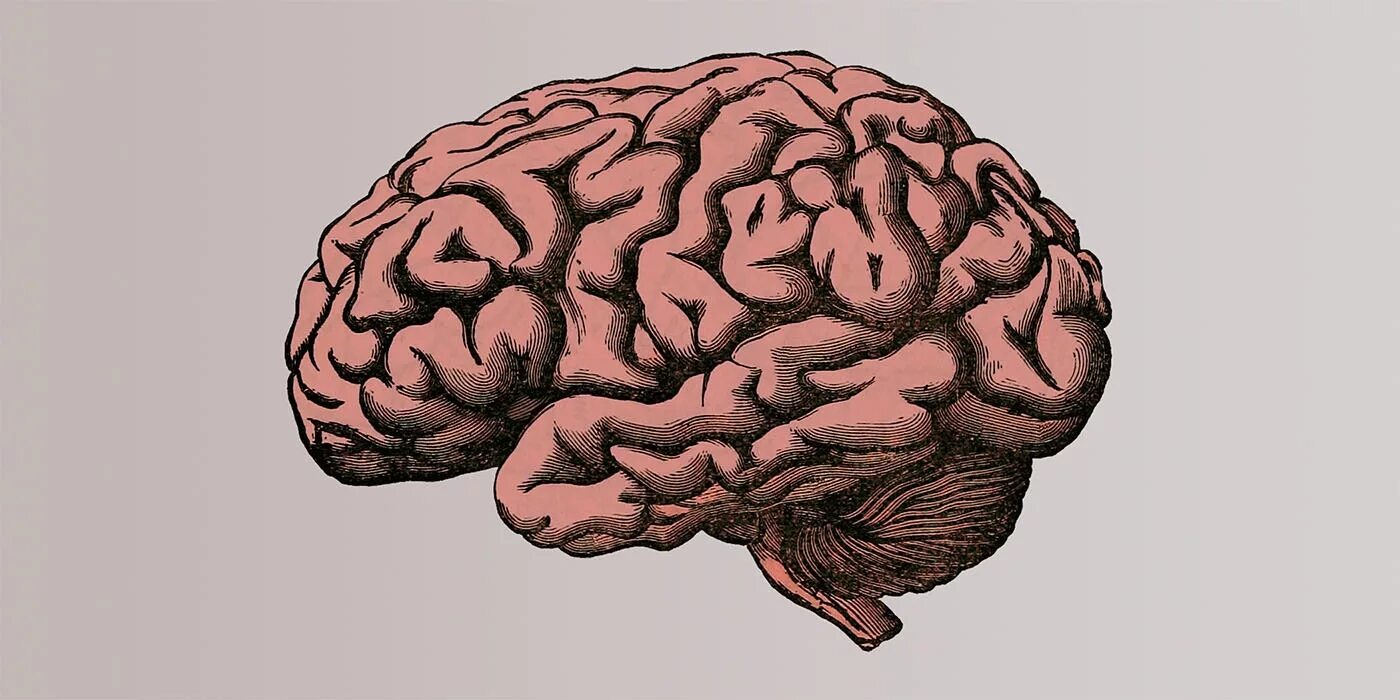 Рисунок мозга биология 8 класс. Мозг рисунок. Мозг картинка.