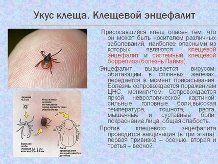 Энцефалит симптомы у собак после укуса