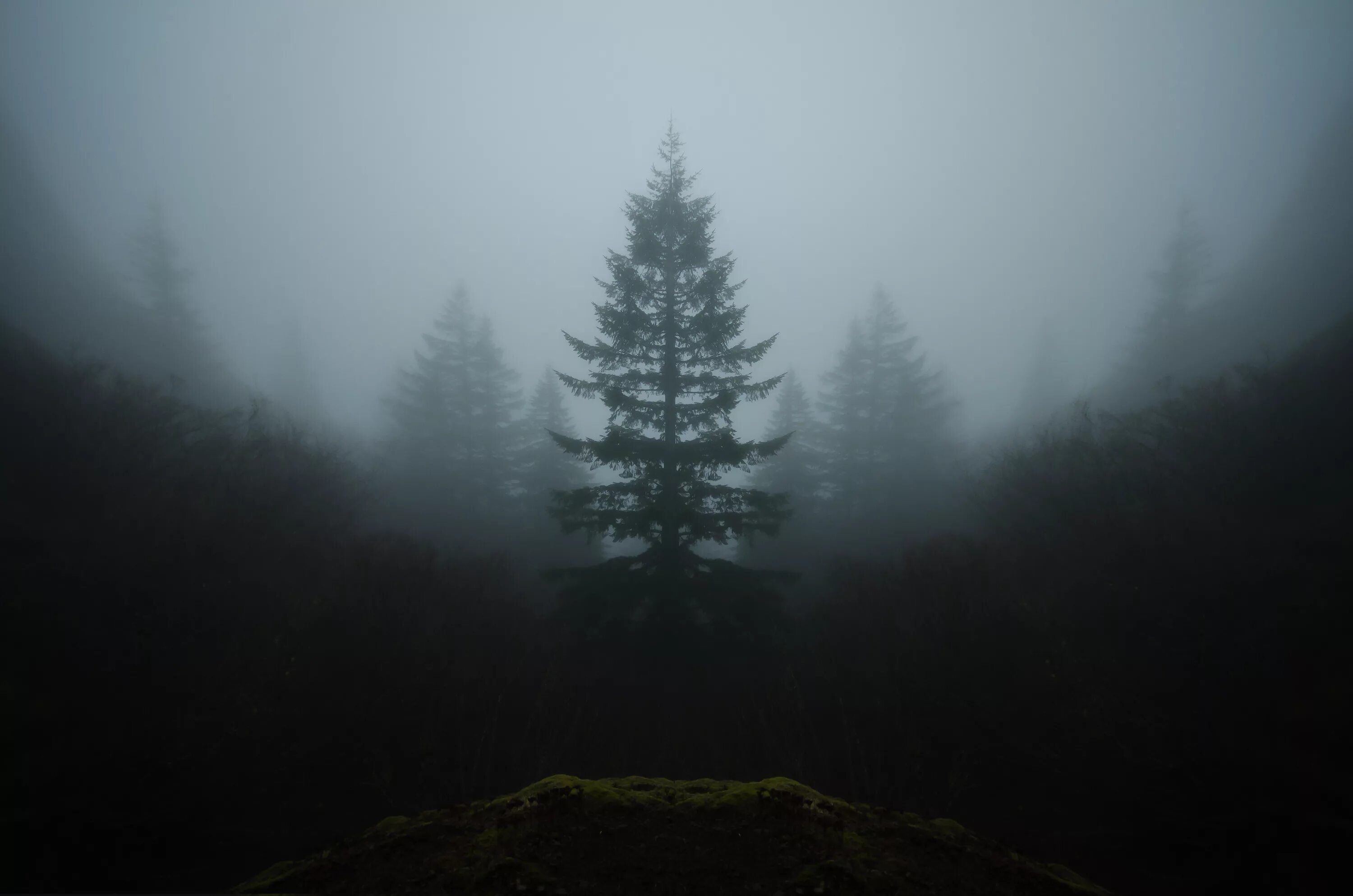Туманный лес Таганай. Лес в тумане. Мрачный лес. Темный еловый лес. Загадочные туманы