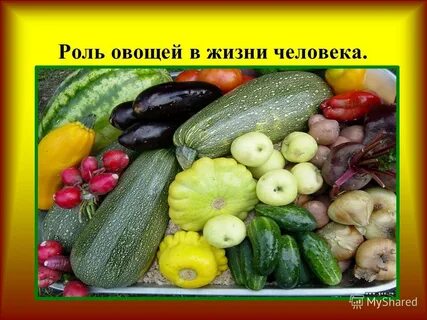 Сколько живут овощи
