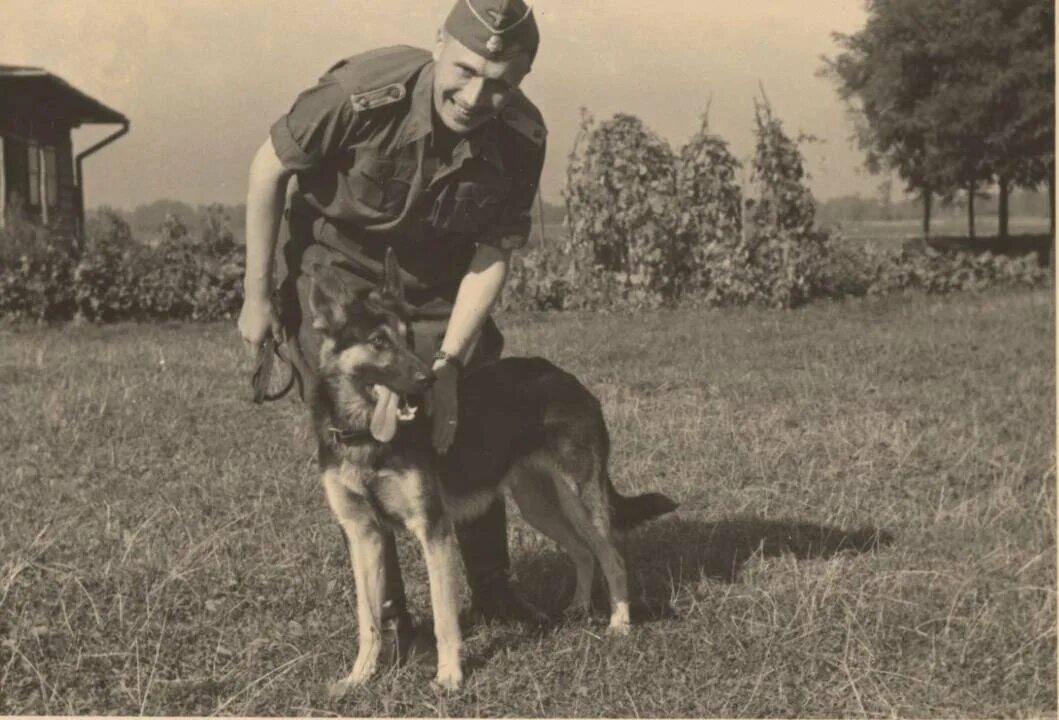 Животное евреев. Немецкая овчарка 1941. Немецкая овчарка СС. Немецкий солдат с собакой. Немецкая овчарка с солдатом.