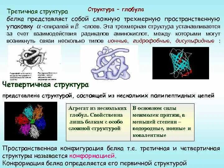 Белки представлены глобулой