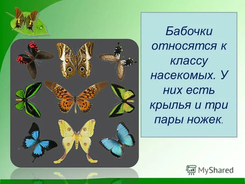 Каким животным относится бабочка. Презентация на тему бабочки. Отряд чешуекрылые или бабочки представители. Бабочка голубая орденская красная книга алтайского края. Крылья бабочки описание.